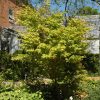 Coral Bark Japanese Maple #6 - Image 2
